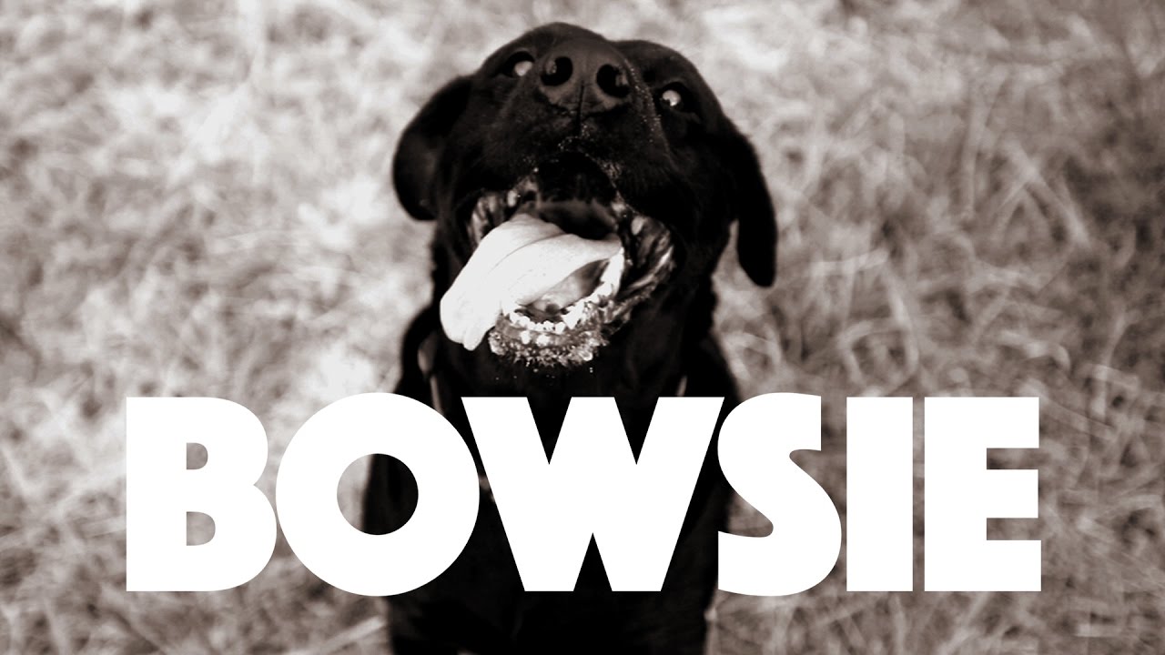 Shortstraw — Bowsie (Official Video)