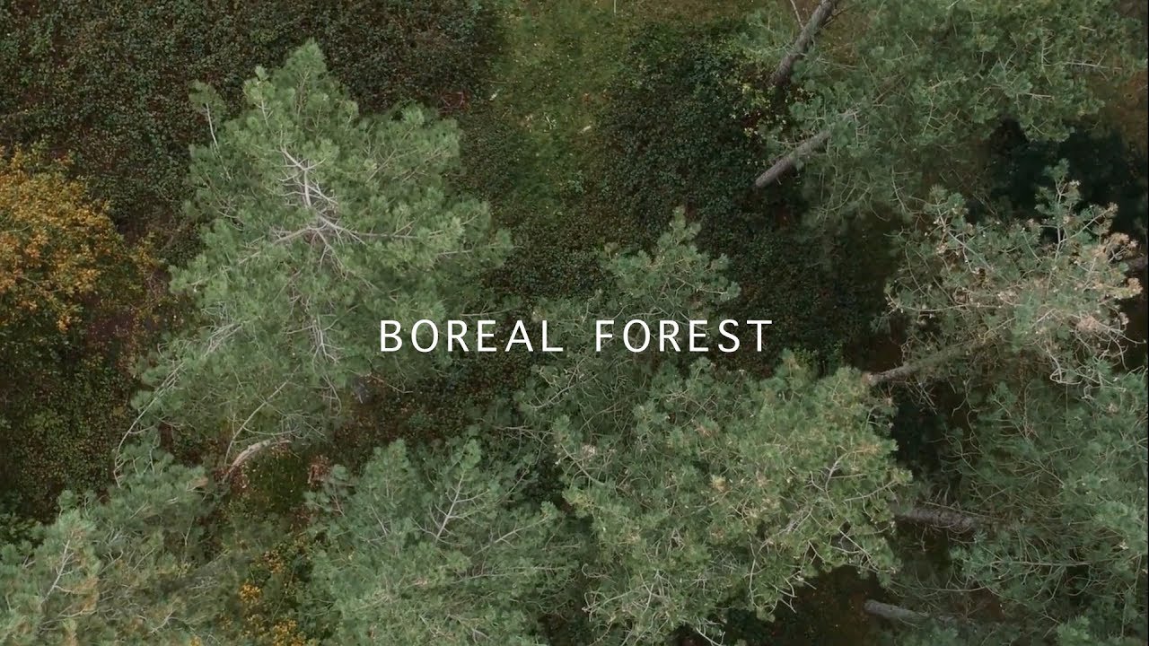 Mammal Hands — Boreal Forest (Official Video) [Gondwana Records]